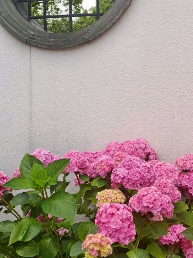 作者：花似伊《绣球花》10045期~新京都文艺（图3）