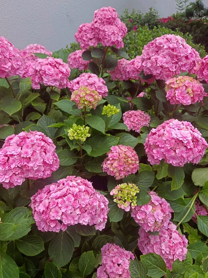 作者：花似伊《绣球花》10045期~新京都文艺