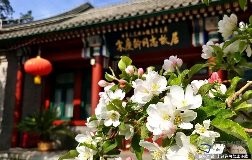 《丁香二首》作者:田歌 配乐:《诗画音乐》 [中国现代诗歌文化传媒]（图6）