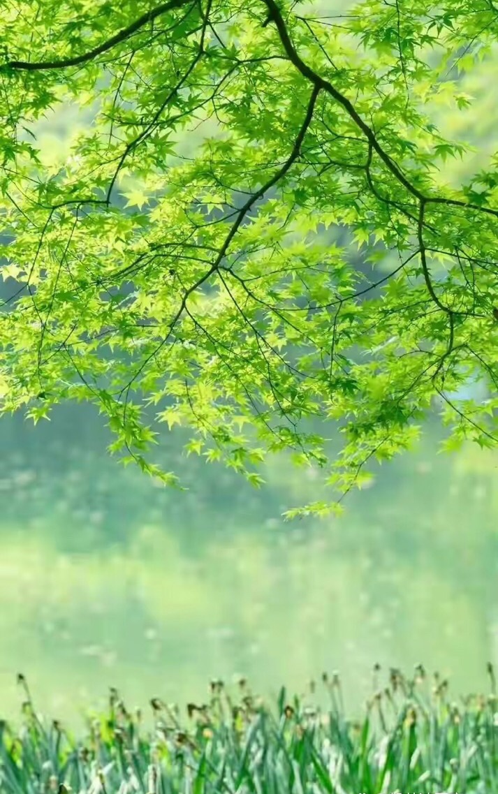 【卓然艺术联盟】一往情深诵读:踩着初夏的轻风|作者:杨珍福(总2004期)(图9)