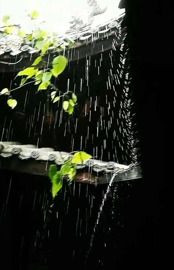 【新山东文学社】《听雨入梦 ，你是我戒不掉的思恋》作者/农夫 主播/墨兰（图4）