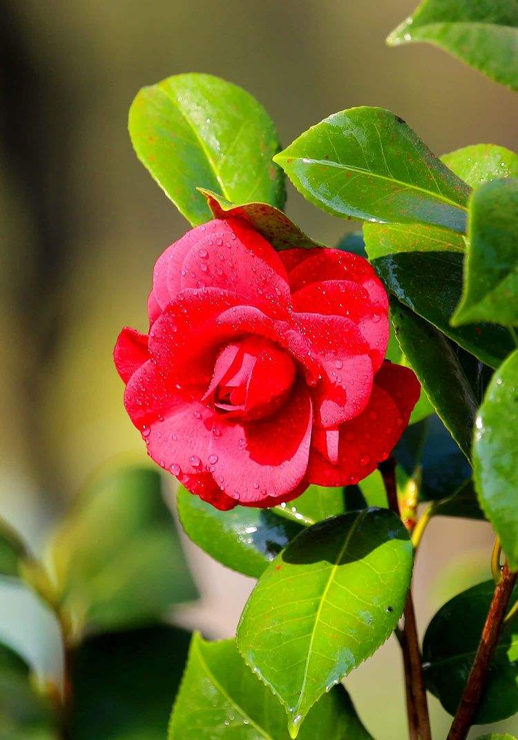 名花有主（四）诗||朱学钊（图9）