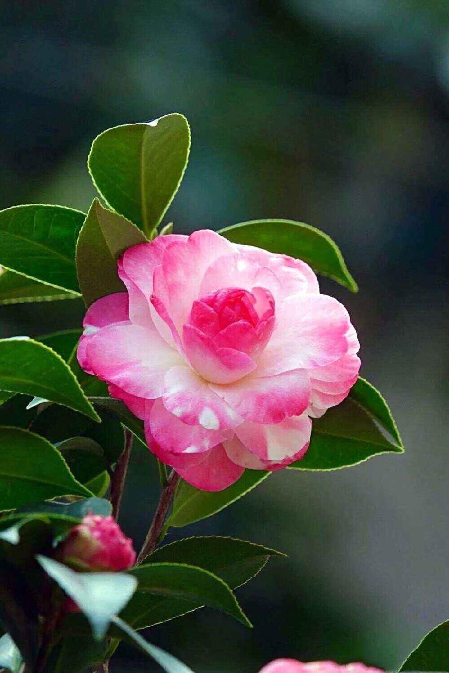 名花有主（四）诗||朱学钊（图8）