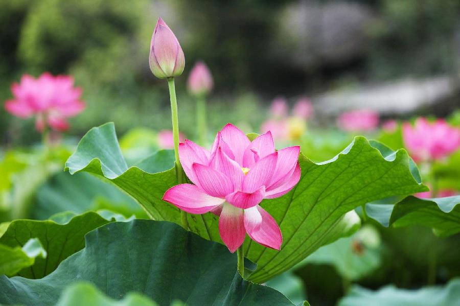 名花有主（四）诗||朱学钊（图14）