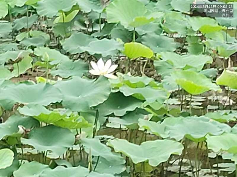 三元七绝诗~洪湖赏荷（附七律）文／詹成（图6）