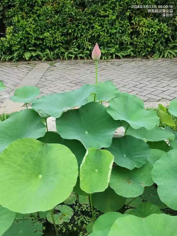 三元七绝诗~洪湖赏荷（附七律）文／詹成（图5）
