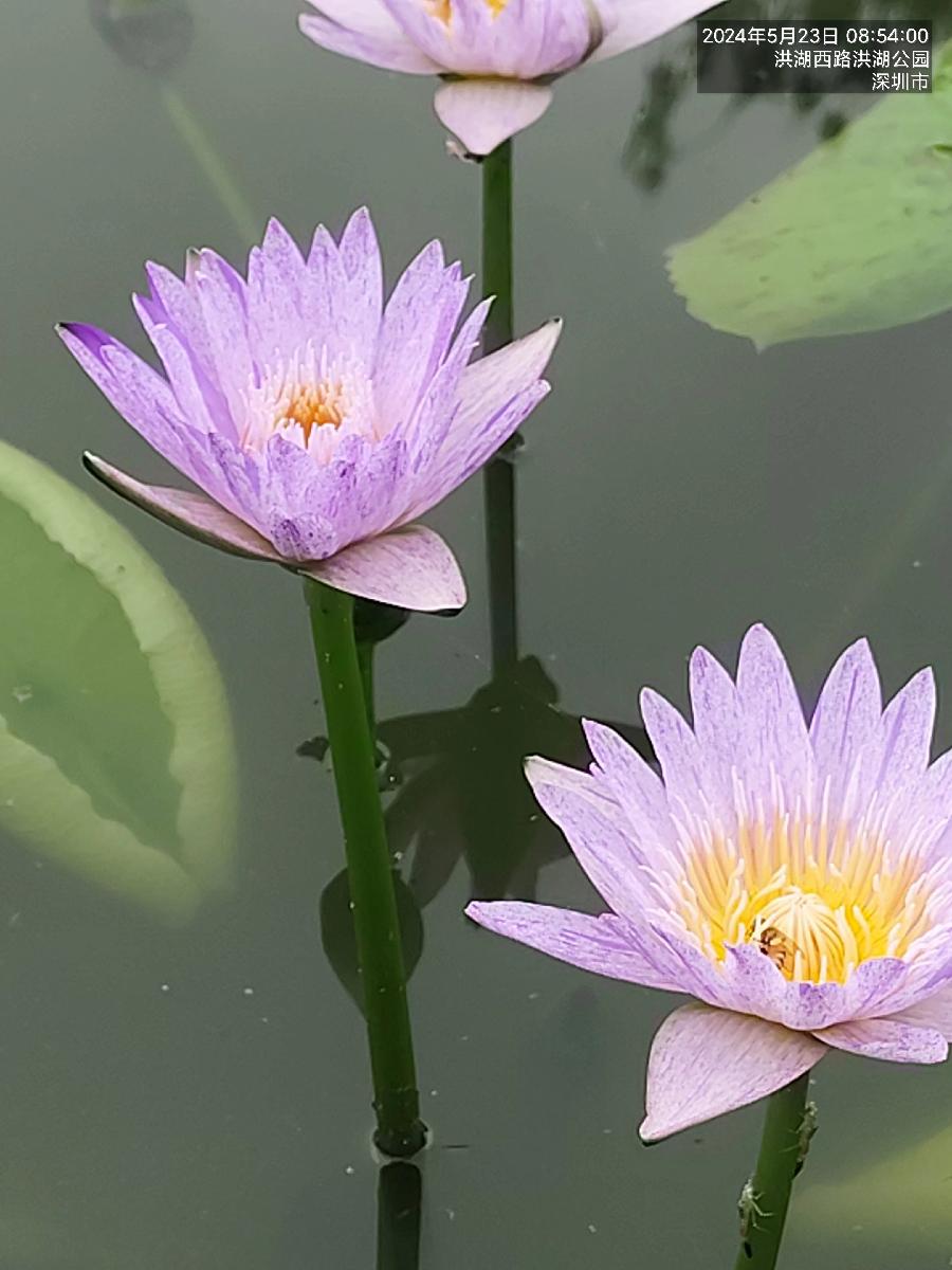 三元七绝诗~洪湖赏荷（附七律）文／詹成（图11）
