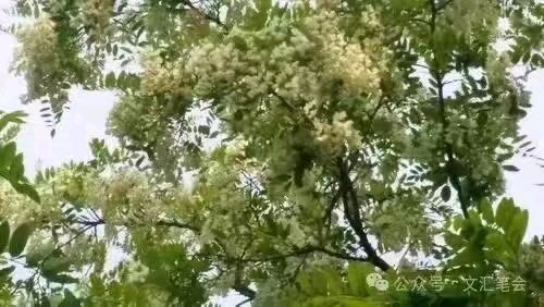 《槐花香》作者:田歌 配乐:《诗画音乐》 [中国现代诗歌文化传媒]（图5）