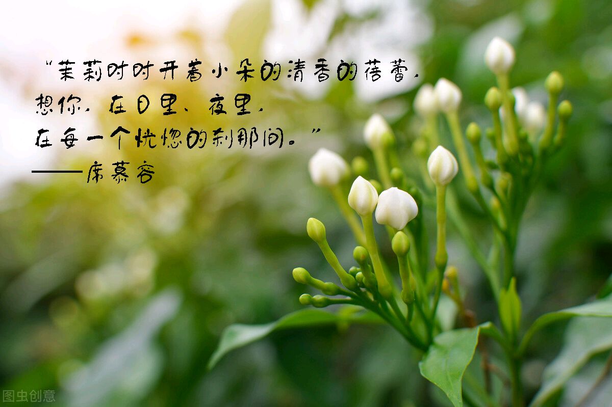 《我用一世芳华陪你到老》作者:龙游天下 配乐:《诗画音乐》 [中国诗歌文化传媒]（图6）