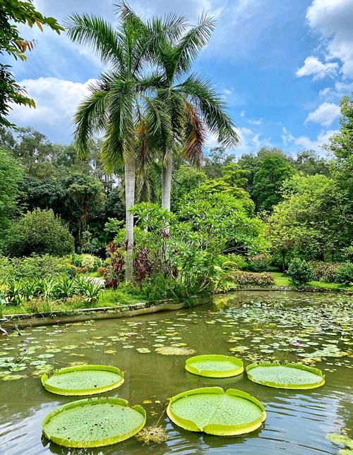 颀赏培林老师七言诗两首.醉迷广州植物园（图5）