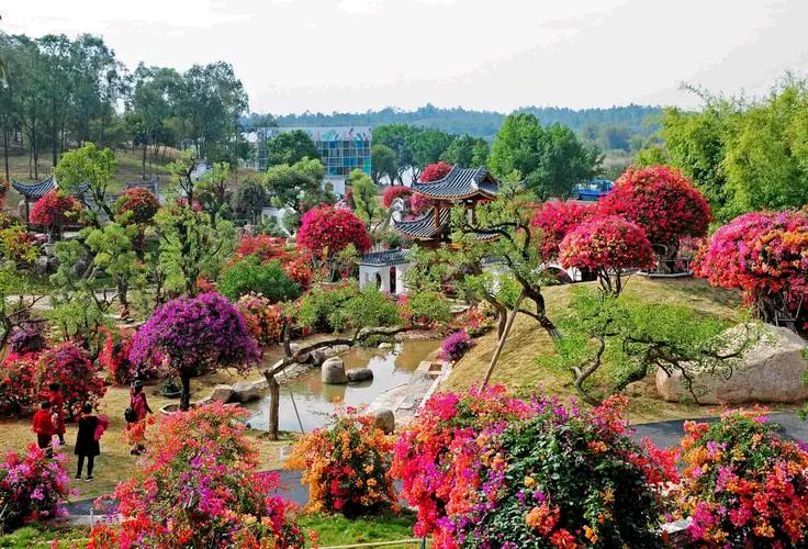 颀赏培林老师七言诗两首.醉迷广州植物园（图6）