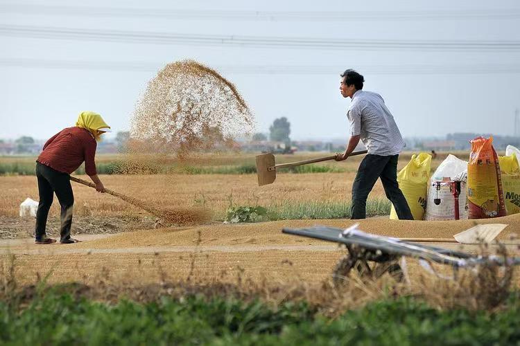 【美文欣诵赏评】蔷薇花的心事 文／宋任升 金牌主播/阿丽（图4）