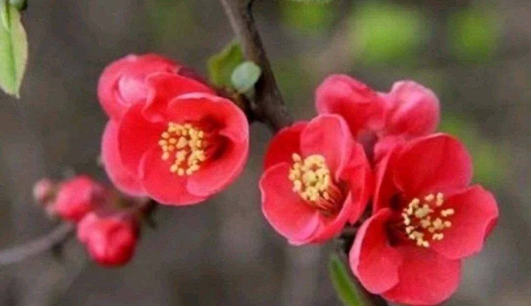 荐赏：五月的花海// 文/韩青//《中国诗林》征稿//都市头条（图5）