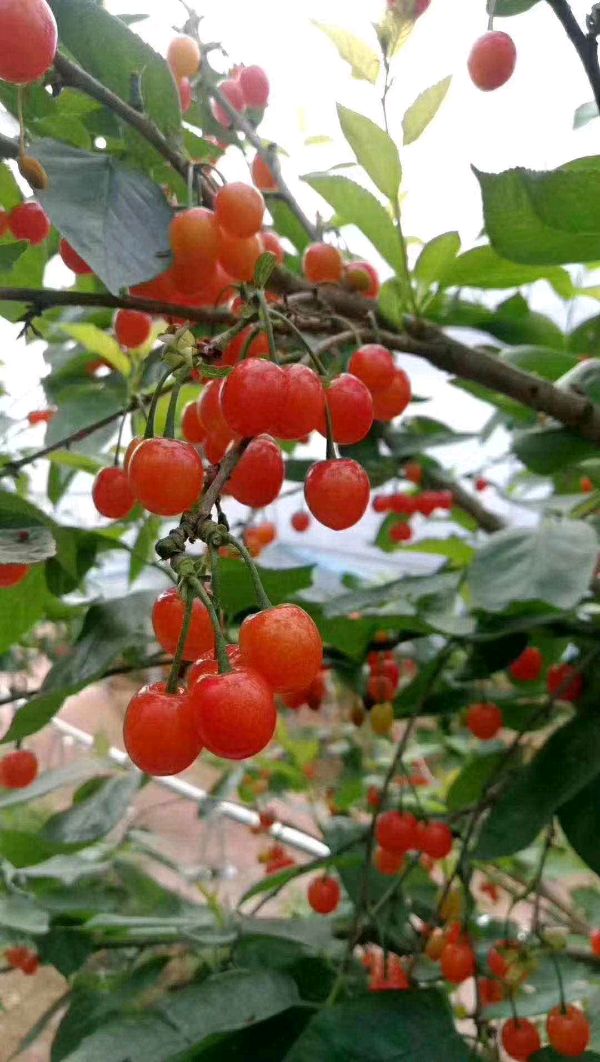 【新山东文学社】《鹧鸪天.夏日随吟六阕（外二首）》作者/王建群 主播/笑笑（图5）