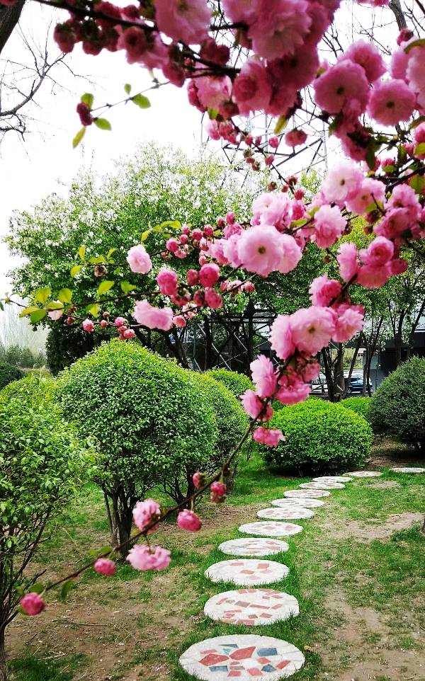 李德江老师的诗歌《我和你春的感受》主播：阿红；编辑：香乡【书香雅韵】（第79期）（图8）