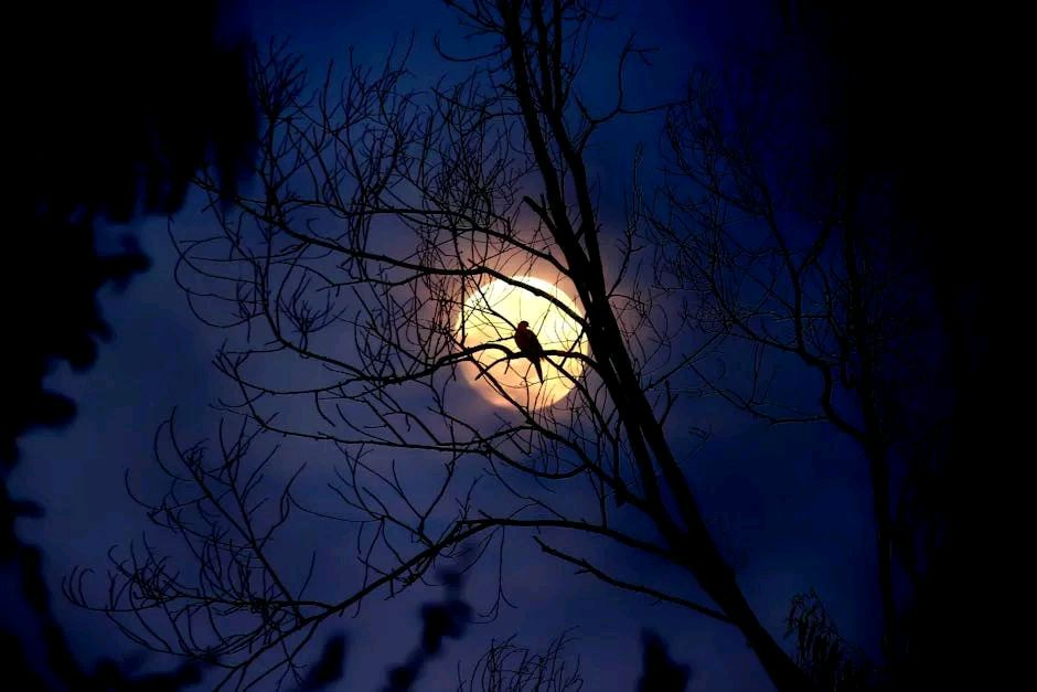《夜里有夜》文/林水火（福建）（图3）