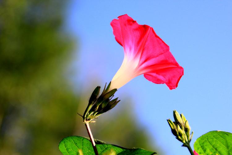 东方书剑的《一丛花·赞牵牛花》