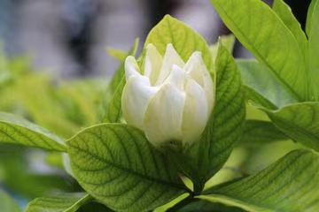 七绝·栀子花（文/冯清明）……莲叶之珠文学社（图3）