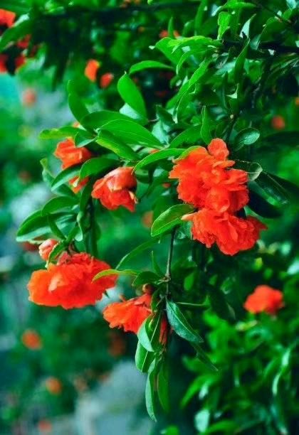 【荣耀中国】七绝-五月榴花红（新韵）阳光-春天（内蒙古）（图4）