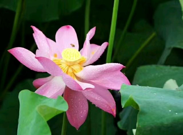 《许峰诗歌研究院》《名家名篇》《荷花四重奏》文/白勇【总第八十三期】（图5）