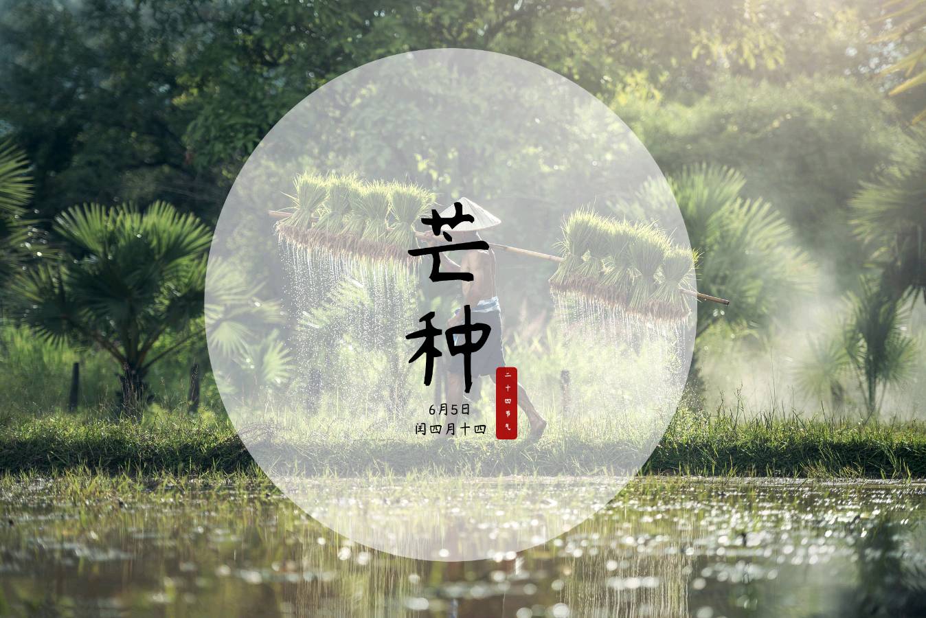 你好*芒种、你好*每一天 ‖ 作者/雷金钟 朗诵/弘华（图5）