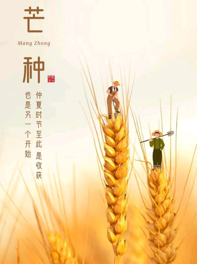 你好*芒种、你好*每一天 ‖ 作者/雷金钟 朗诵/弘华（图9）