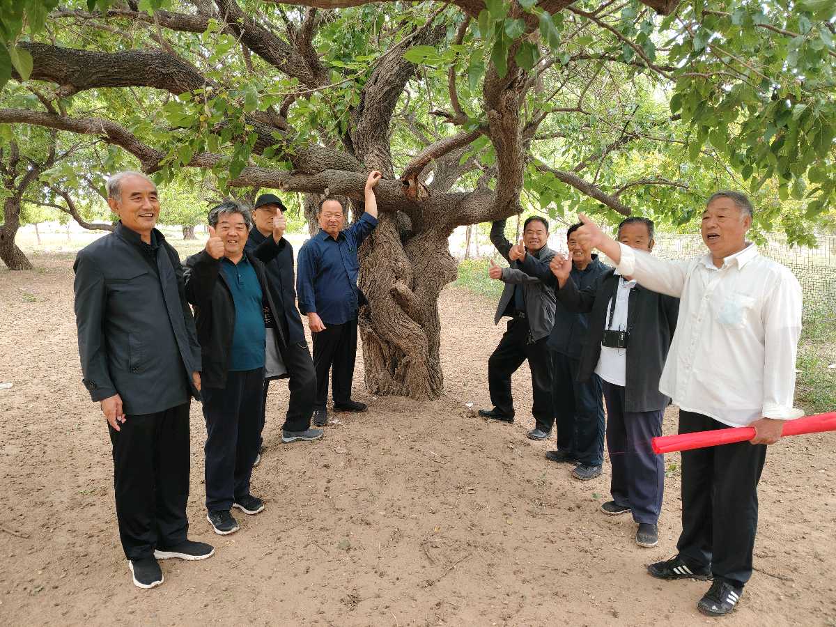 情系古桑园：中华诗经阁采风团走进献县孟各庄古桑园｜诗-联-画-文-图片-视频展播（图8）