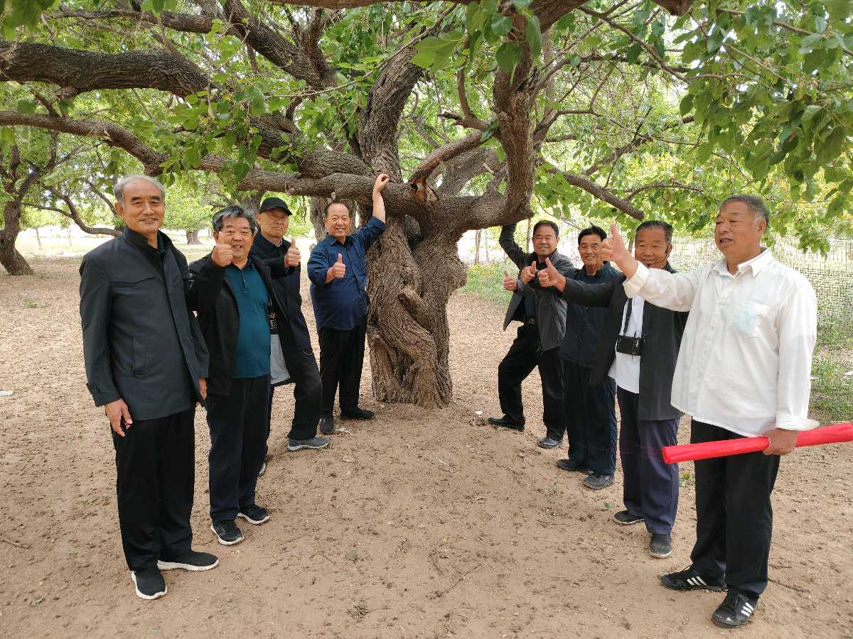 情系古桑园：中华诗经阁采风团走进献县孟各庄古桑园｜诗-联-画-文-图片-视频展播（图18）
