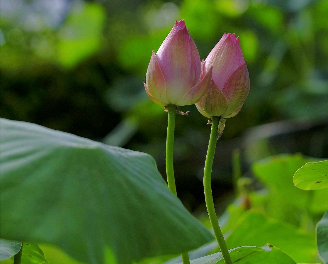 七律二首：1.儿童节抒怀2. 儿时记忆；七绝四首：1.庆六一、2.咏儿童、3.浅夏感吟、4.五月吟 文/晏华满（图5）