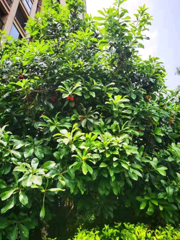作者：何灵梅《夏日赏花即景》（组诗专辑）1098期~新京都文艺（图6）
