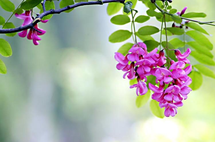 【美诗赏评】七律•神州夏情美 (36首) 文/画屏墨语(图11)
