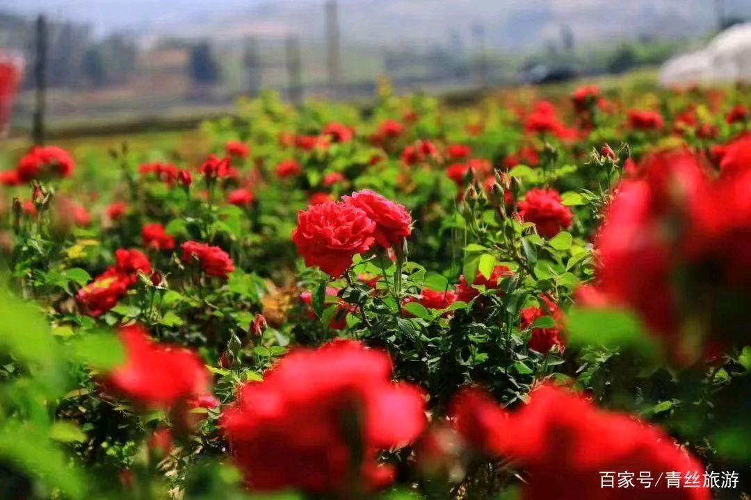 【荣耀中国】万菊芳题图诗欣赏（图6）