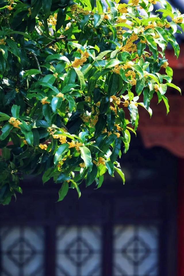 等待桂花盛开～作者||金鑫～导师||魏兴付（图8）