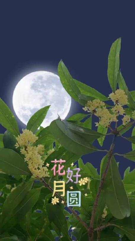 等待桂花盛开～作者||金鑫～导师||魏兴付（图12）