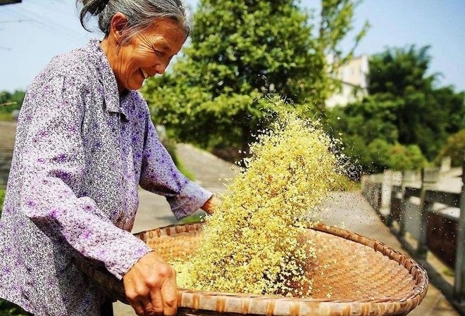 等待桂花盛开～作者||金鑫～导师||魏兴付（图10）