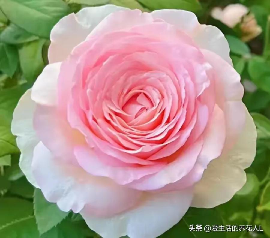 ［仙吕·四季花］（4首）作者/陈守邦……莲叶之珠文学社（图4）