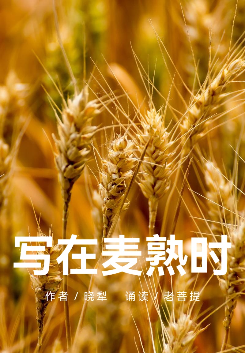 写在麦熟时／作者：晓犁／诵读：老菩提（图2）
