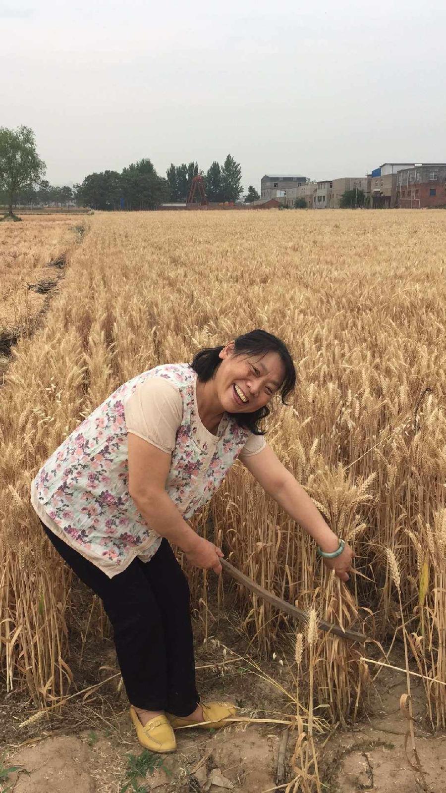 写在麦熟时／作者：晓犁／诵读：老菩提（图4）
