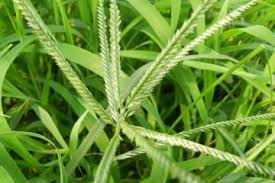 【英国文学】精品朗诵《一个人的夏天》（外二首）作者｜黄文江、朗诵｜薇薇（图5）