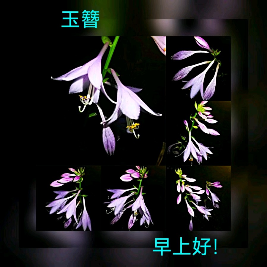 联机全球发布马洪武作品欣赏（图36）