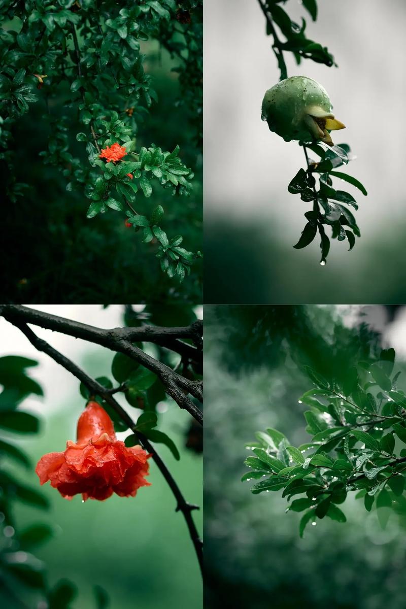 七律-雨中石榴花～诗||水西淡月（图10）