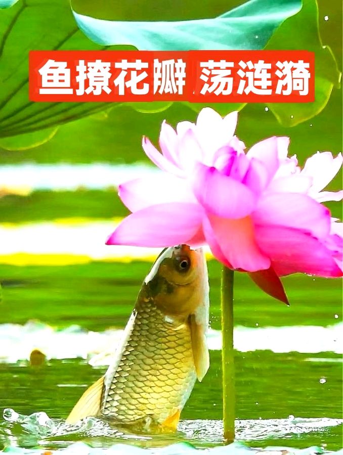 《许峰诗歌研究院》同题诗《荷花》专刊（图5）