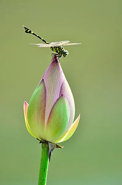 《蜻蜓》文/开心（图2）
