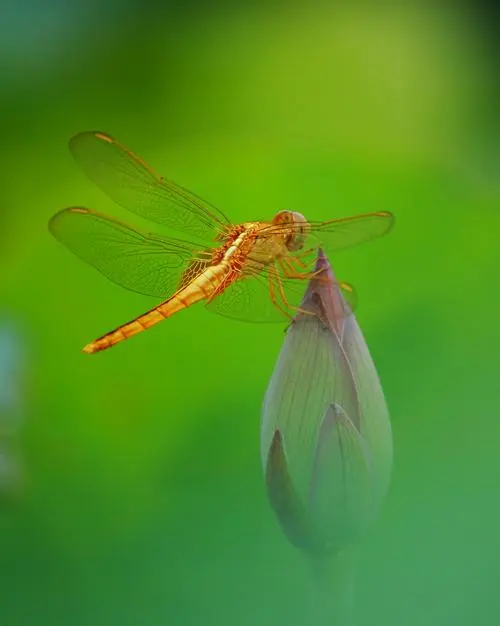 《蜻蜓》文/开心（图4）