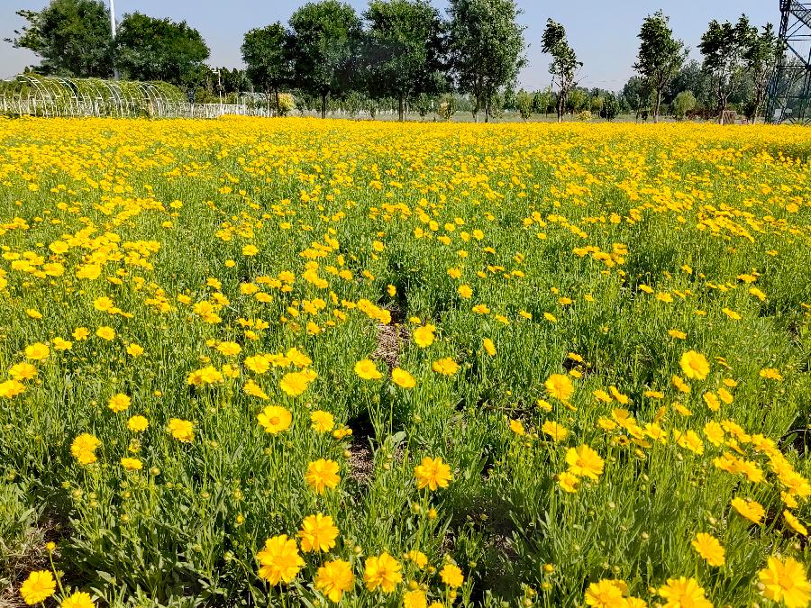 画堂春-金鸡菊～词||紫色梦幻（图8）