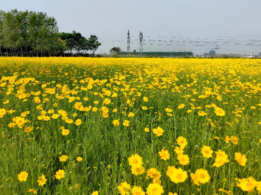 画堂春-金鸡菊～词||紫色梦幻（图9）