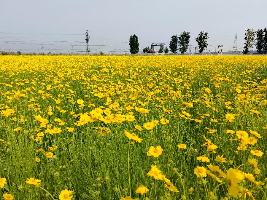 画堂春-金鸡菊～词||紫色梦幻（图11）
