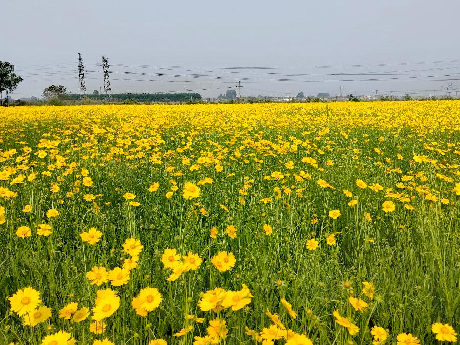 画堂春-金鸡菊～词||紫色梦幻（图10）