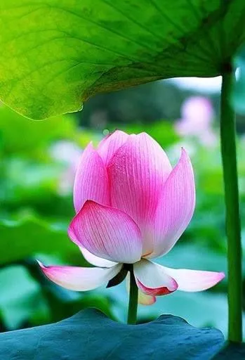 【荣耀中国】七律 咏荷（新韵） 文/欧升平（图3）