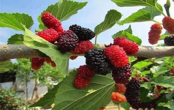 【 小荷尖尖1（赏评）】摘桑葚 清怡小学2年级16班 孙诺茜（图3）